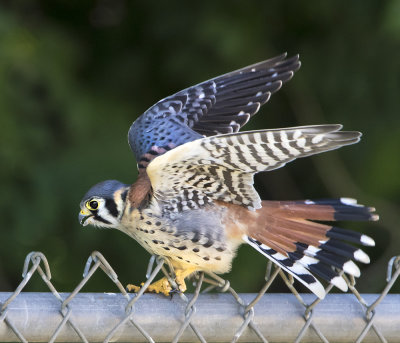 Kestrel fledging flaps on fence.jpg