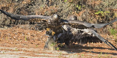 Eagle Juveniles fight for fish.jpg