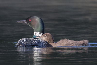 Loon chick leans on mom.jpg