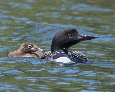 Loon with chick on left.jpg