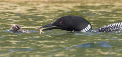Loon offers fish to baby.jpg