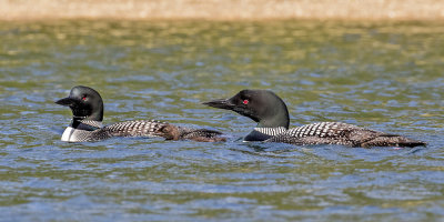 Loon pair with chick.jpg