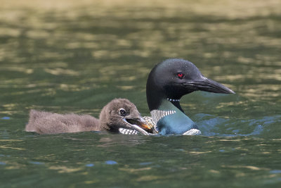 Loon chick with crayfish with mom.jpg