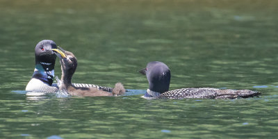 Loon chick swallows fish adults watch_.jpg