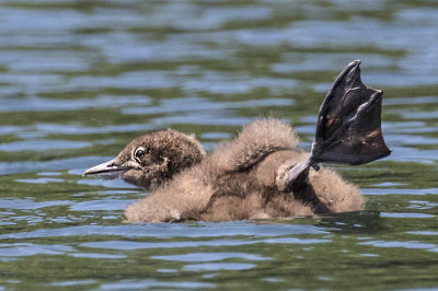 Loon chick with leg up.jpg