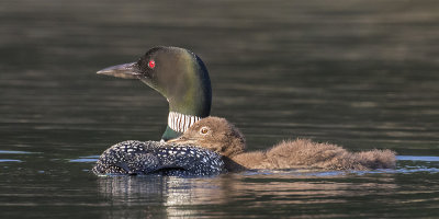 Loon chick leans on mom 2.jpg