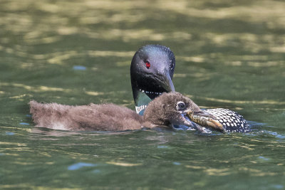 Loon chick with crayfish.jpg