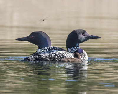 Loon pair chick dragonfly.jpg
