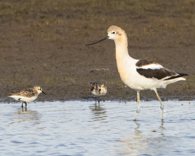 Avocet and sandpipers.jpg