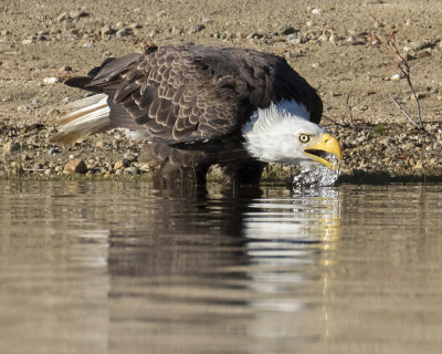 Eagle takes drink.jpg