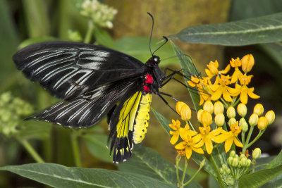 Cairns Birdwing Butterfly.jpg