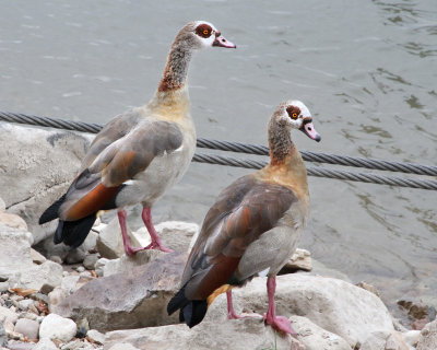 Egyptian Geese in Rudesheim.jpg