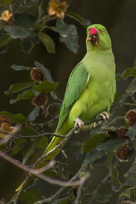 Ring-necked Parakeet in Speyer.jpg