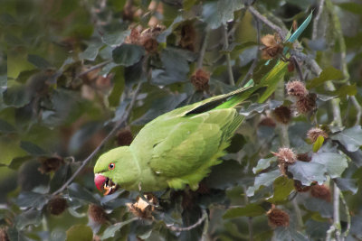 Ring-necked Parakeet 2.jpg
