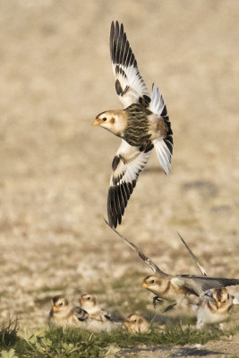 Snow Bunting takes off.jpg