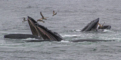 Humpbacks bubble feeding.jpg