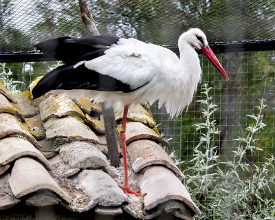 White Stork from Camargue zoo.jpg