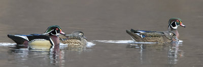 Wood Duck 2 pairs.jpg