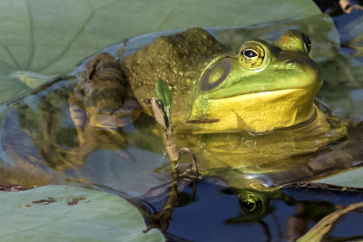 Bullfrog on lily pad.jpg