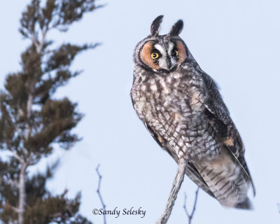 Long-eared Owl 2.jpg