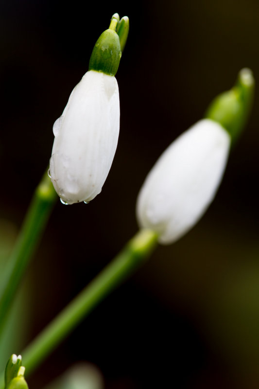 More Snowdrops