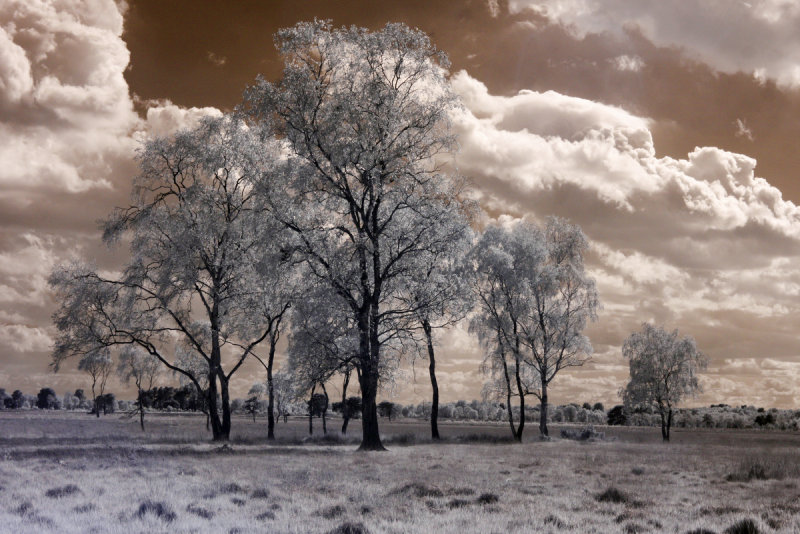 Strensall Common