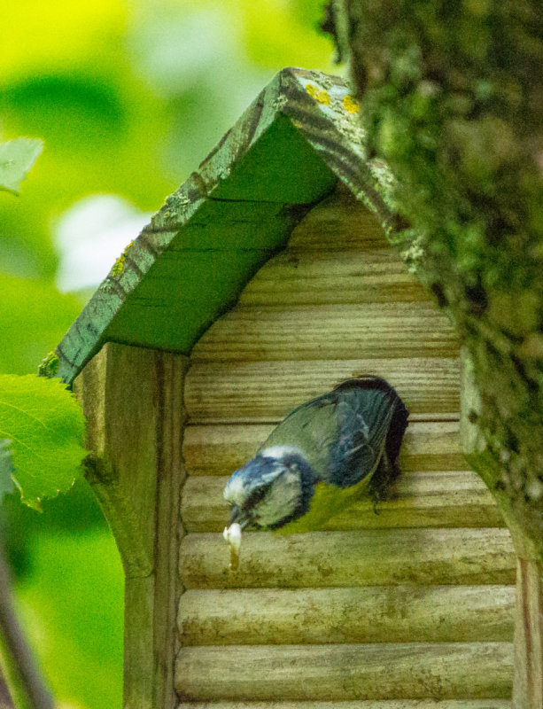 Cleaning Up The Nest Box