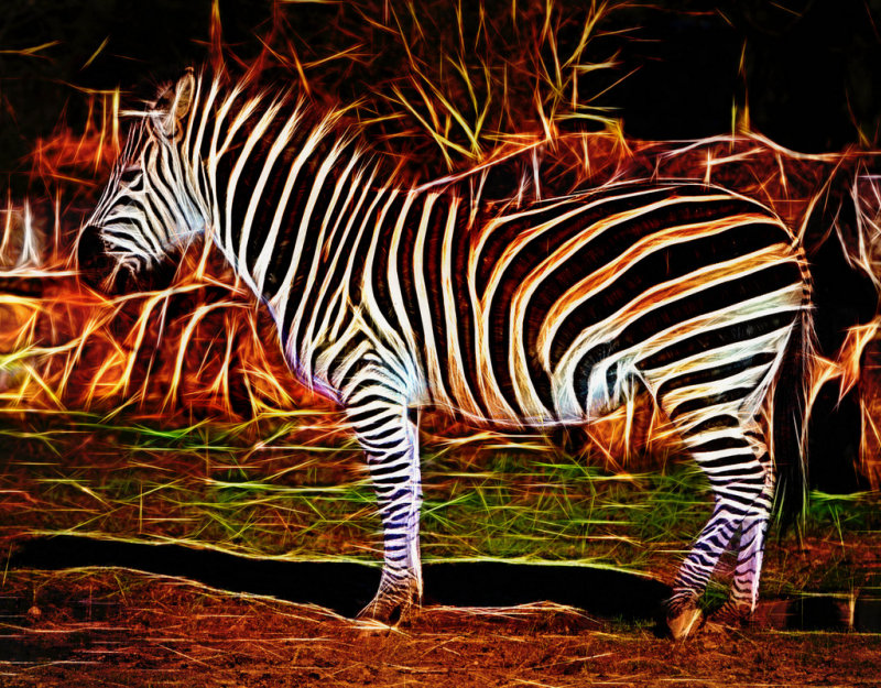 Zebra