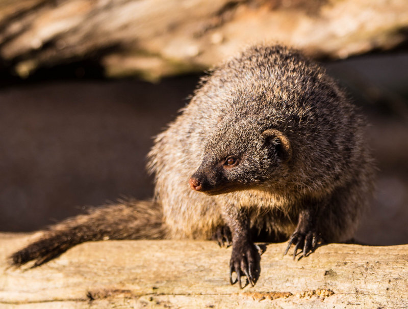 Mongoose
