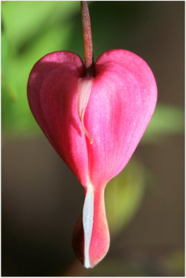 Bleeding Heart