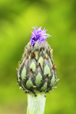 Garden Flower