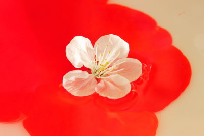 Floating Cherry Blossom