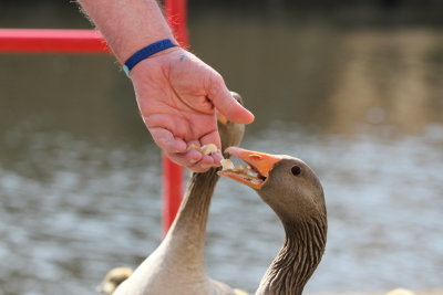 Feeding The Geese