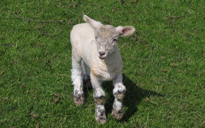 Lamb