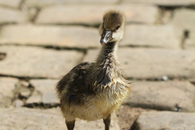 Gosling