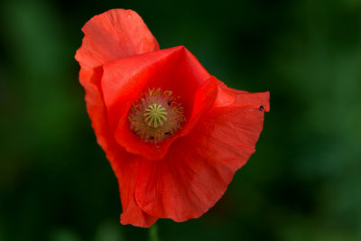 Poppy