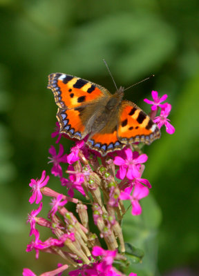 Small Tortoiseshell