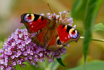 Peacock