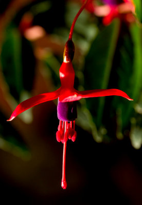 Fuchsia 