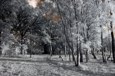 Strensall Common