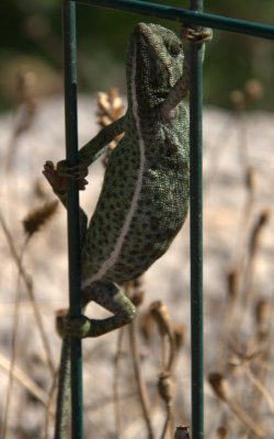 Chameleon