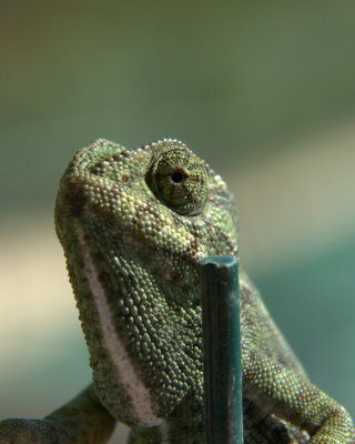 Chameleon 
