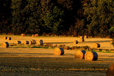 Bales