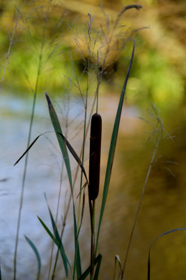 Bullrush
