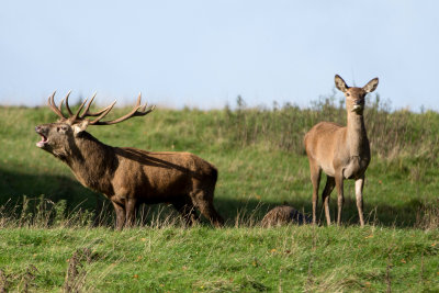 Stag