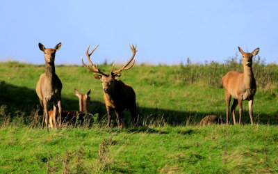 Stag