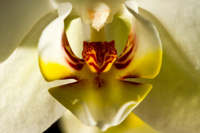 Orchid Close Up