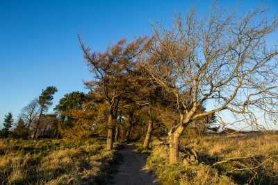 Trees