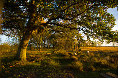 Strensall Common