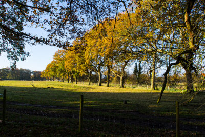 Line Of Trees